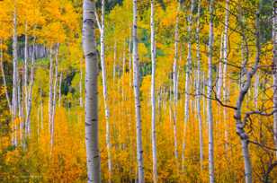 Aspen forest-1769 Aspen forest-1769